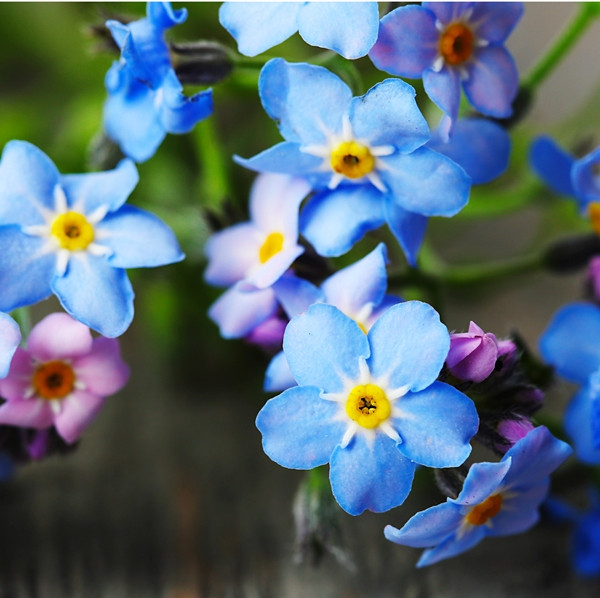 Ce culoare iese in evidenta?