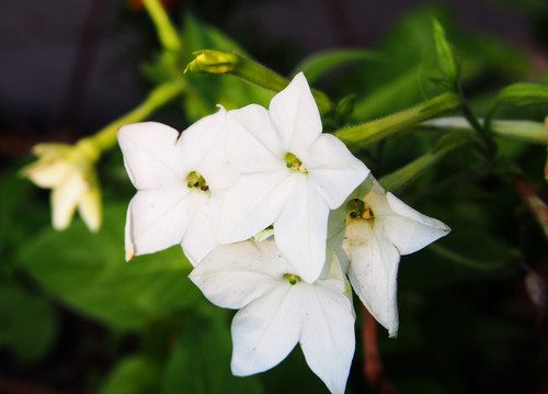 Cum se numeste aceasta floare?