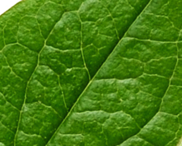 Ce obiect apare aici fotografiat de aproape?