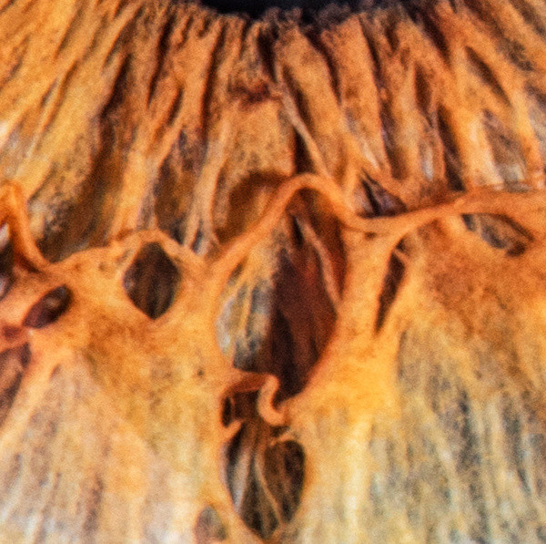 Ce obiect apare aici fotografiat de aproape?