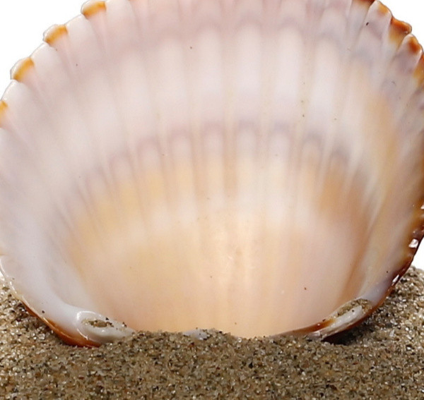 Ce obiect apare aici fotografiat de aproape?