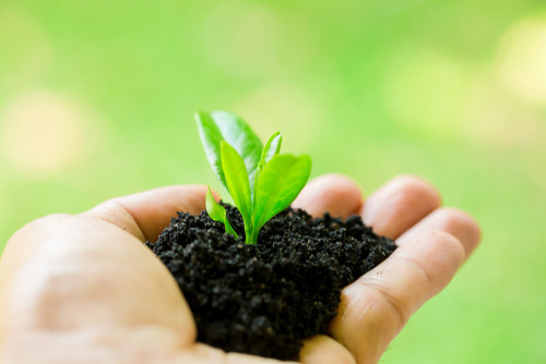 Plantele emit ...