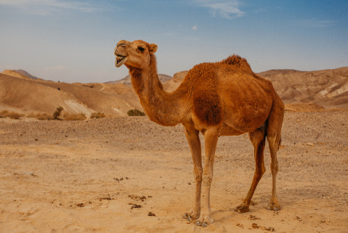 Ce animal este in aceasta fotografie?
