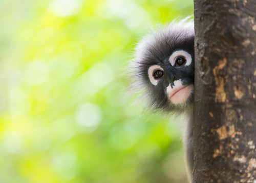 Ce animal este in aceasta fotografie?