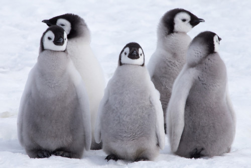 Ce este pinguinul?