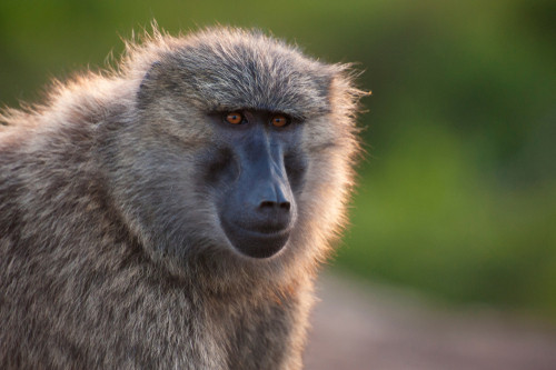 Ce animal este in aceasta fotografie?