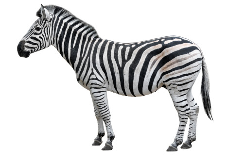 Ce animal este in aceasta fotografie?