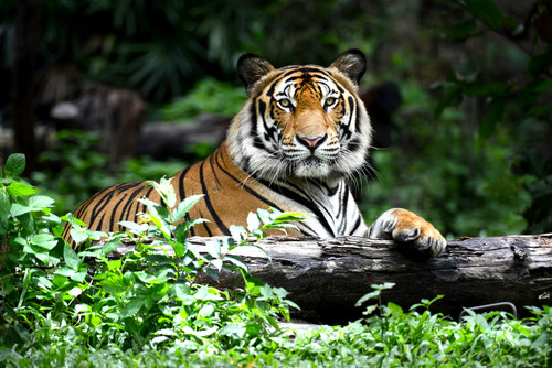 Ce animal este in aceasta fotografie?