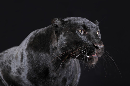 Ce animal este in aceasta fotografie?