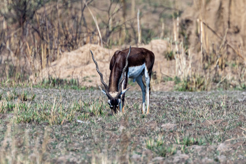 Ce animal este in aceasta fotografie?