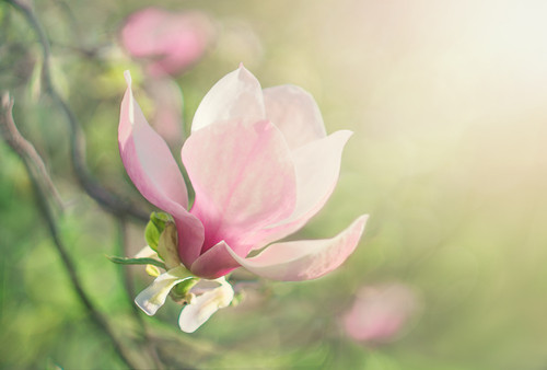 Flor inseamna floare in limba...
