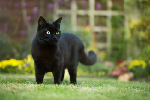 Ce se intampla daca o pisica neagra iti taie calea? 