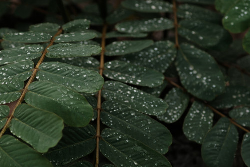 Ce iti place sa faci in zilele ploioase?