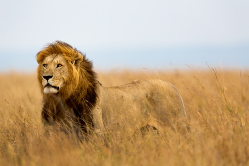 Ce iti transmite acest animal?