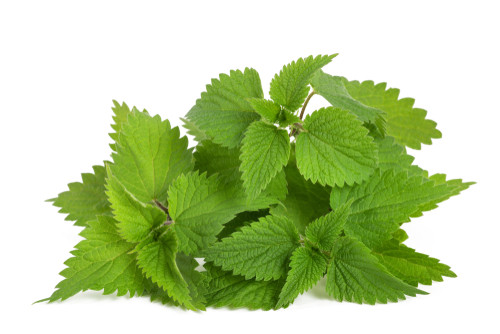 Ce planta este in imagine?