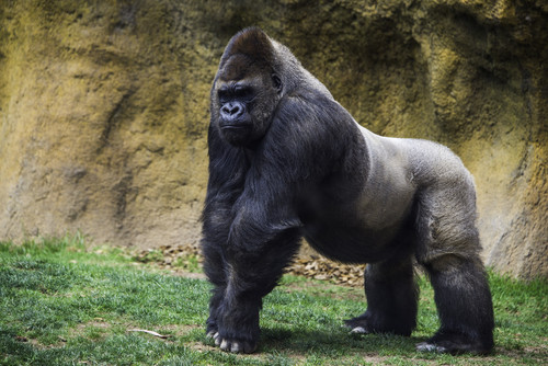 Ce animal salbatic este acesta?