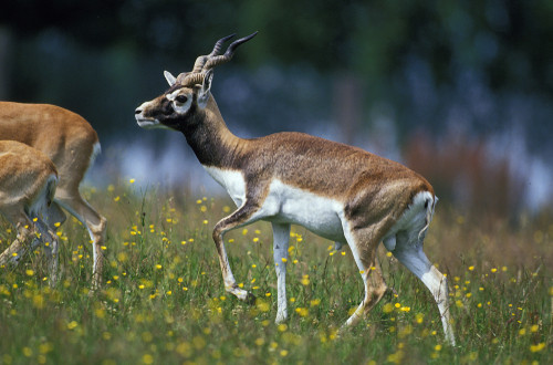Ce animal salbatic este acesta?