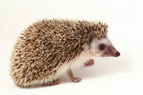 Ce animal salbatic este acesta?