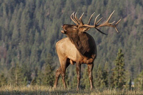 Ce animal salbatic este acesta?
