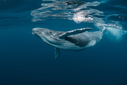 Cine a scris Moby-Dick?
