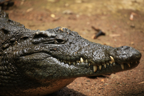 Ce brand are ca logo un crocodil?
