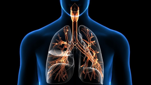Care dintre aceste organe NU face parte din sistemul respirator?
