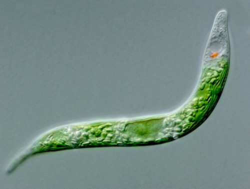 Ce este euglena verde?