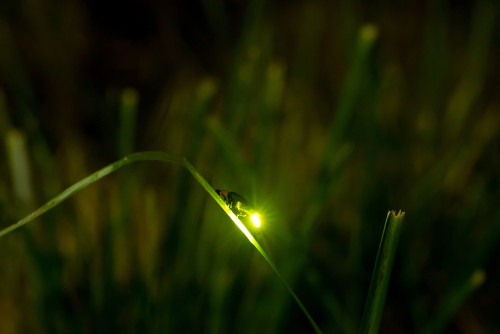 Cum se numeste productia de lumina de catre organismele vii?