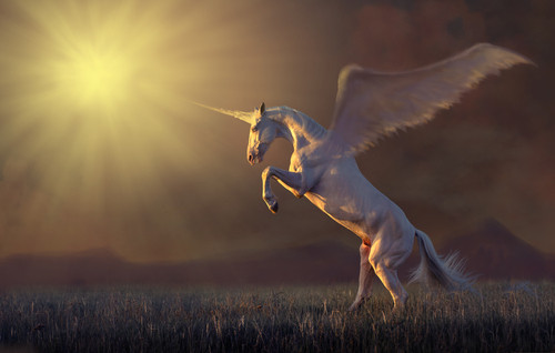 Annimalul care simbolizeaza Scotia este unicornul. 