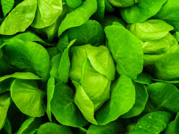 Cate calorii sunt in 100gr de salata verde?