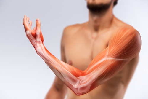 Care dintre urmatoarele organe face parte din sistemul circulator al organismului?