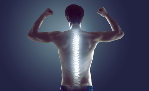 Cate vertebre cuprinde coloana vertebrala?