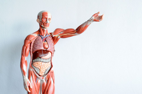 Care sunt cele doua tipuri de intestine din organism?