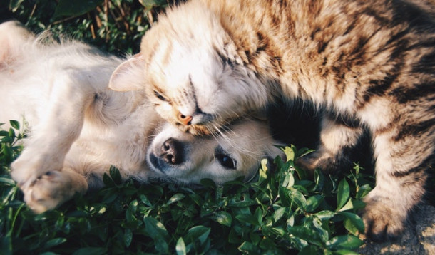 Care este traducerea corecta a expresiei It rains with cats and dogs?