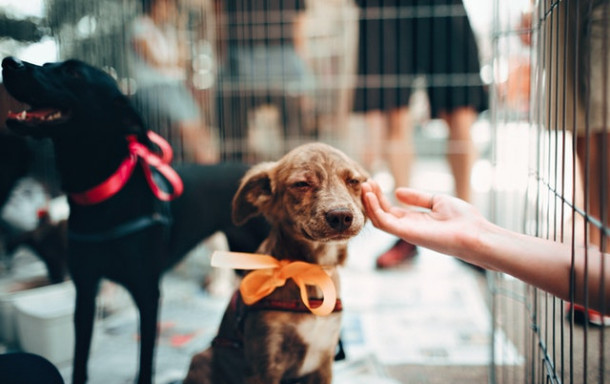 Ce fel de substantiv este BUNAVOINTA?