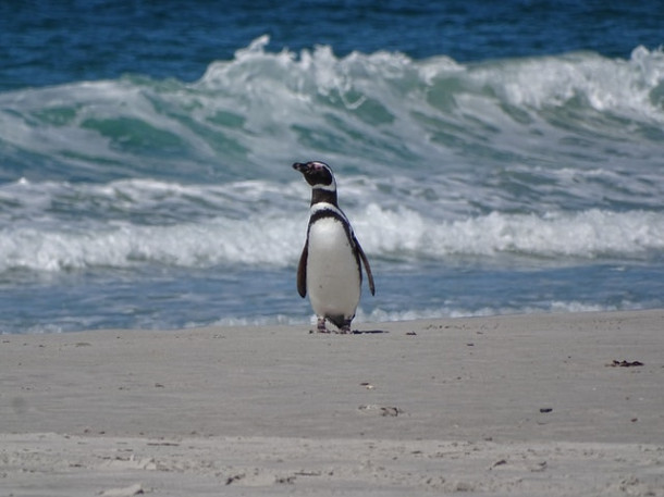 Un pinguin poate atinge inotand viteza de 36km/h.