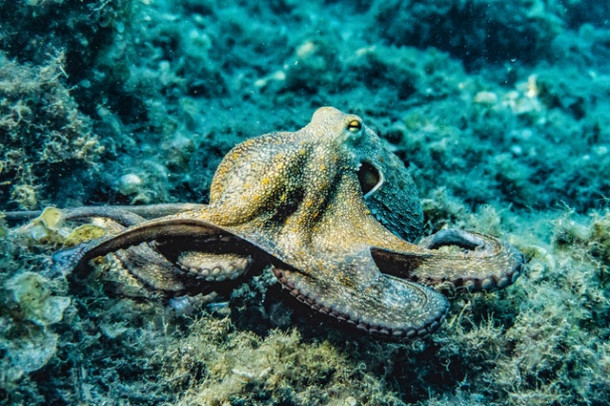 O caracatita are 2 inimi.