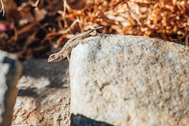 Cuvantul SOPARLA este imprumutat de la stramosii daci. 