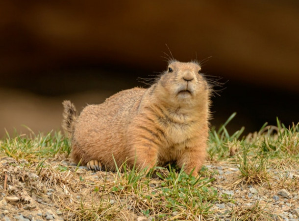 Cate silabe are cuvantul MARMOTA? 