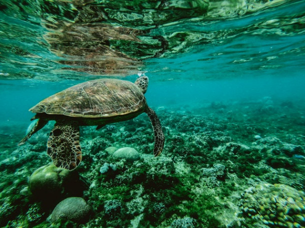 Din punct de vedere al suprafetei, care este cel mai mic ocean de pe glob?
