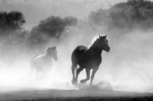 Care este cel mai rapid animal terestru?