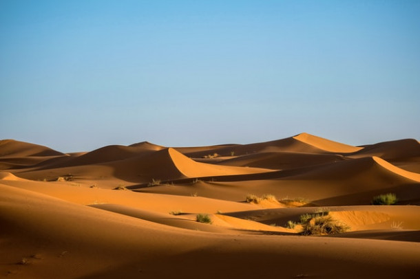 Care dintre urmatoarele este animal al desertului?