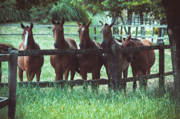 Care a fost primul oras din istoria tarii in care au circulat tramvaiele trase de cai?