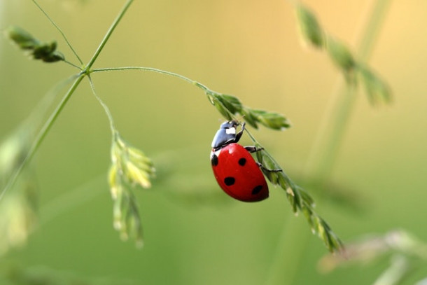 Buburuza este arahnida sau insecta?