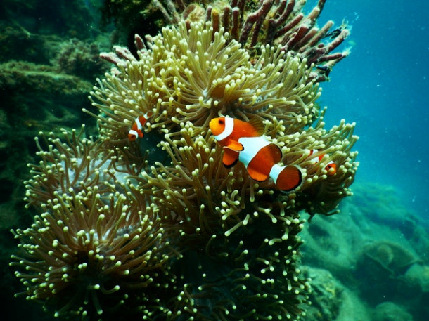Care este pluralul cuvantului fish?