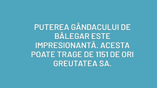 Ce crezi?