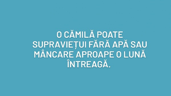 Ce crezi?