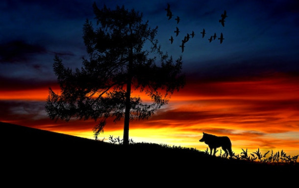 Alege un animal care te-ar putea reprezenta!