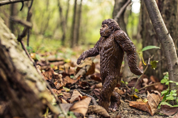 Cum explica Darwin teoria sa privind evolutia?