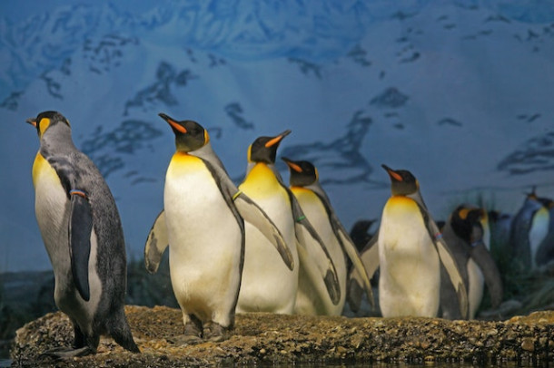 Unde traiesc pinguinii imperiali?